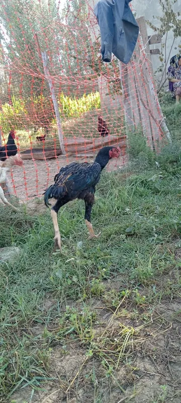 Dakan xuroz va tovuqlari sotuvda, zoti Saman va O shamo. 5 Dakan xuroz va tovuqlari sotuvda, zoti Saman va O shamo. 5