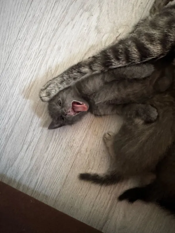 Отдам котят в добрые и заботливые руки 2 Отдам котят в добрые и заботливые руки 2