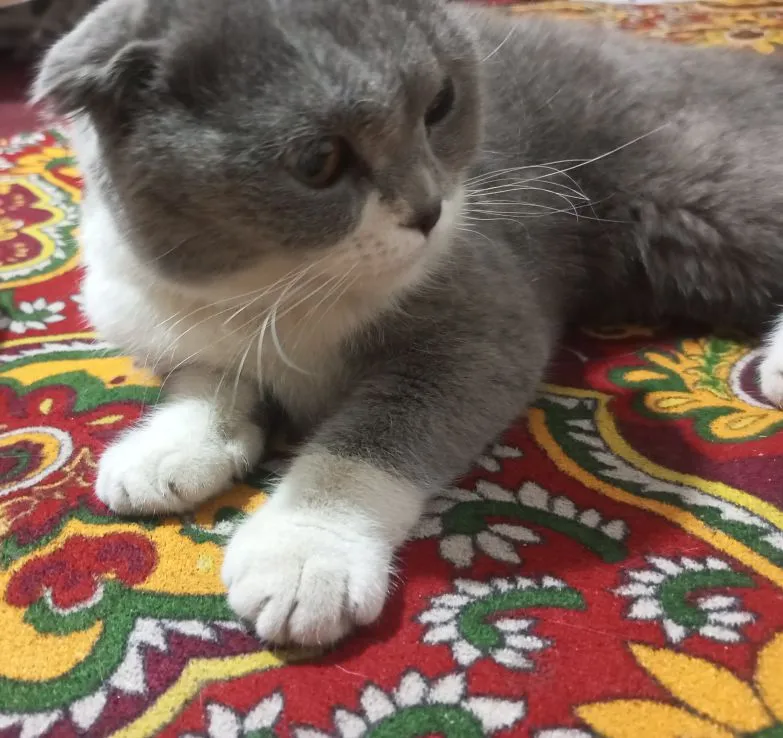 Скоттиш фолд