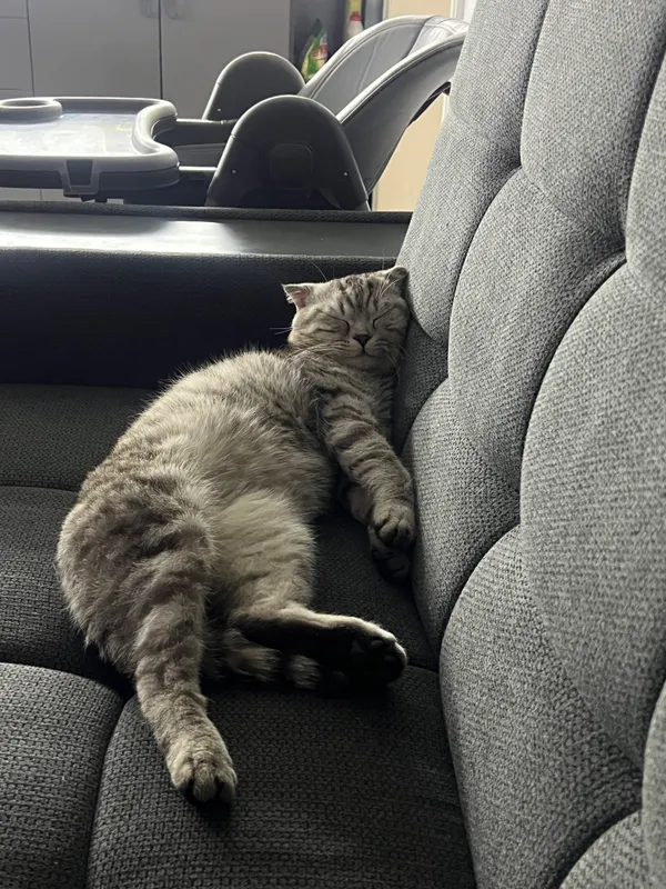 Scottish fold s tabby — фото 1