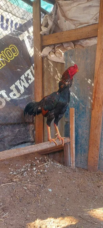 Хюкони точа хороз