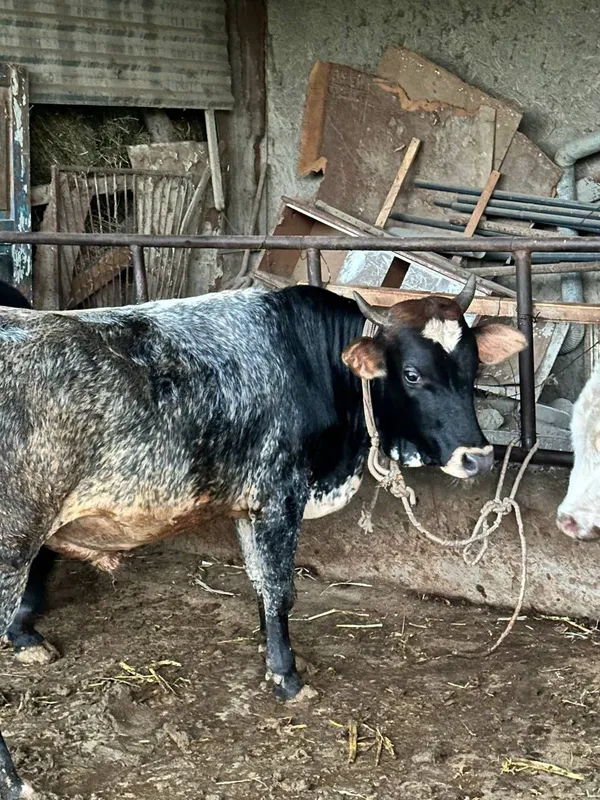 Buqqa sotiladi, jaydari 2