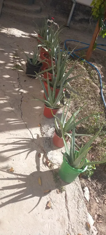 Aloe gullari chip chiroyli 1