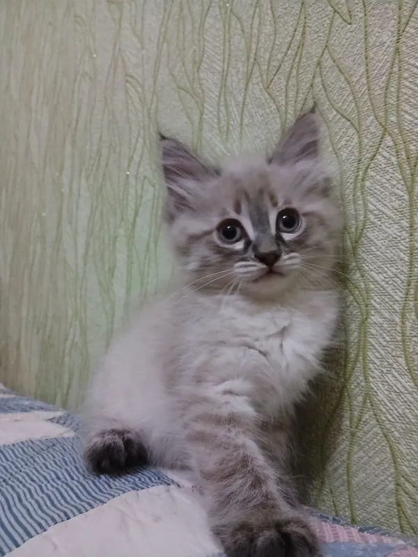 Котенок-девочка,2 месяца — фото 1