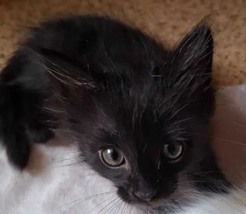 Черный котенок 2 месяца
