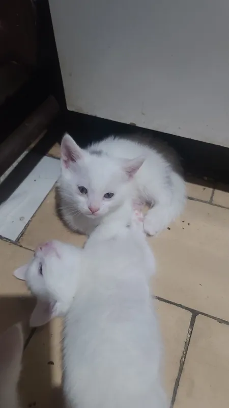 Продам котят белых! — фото 1