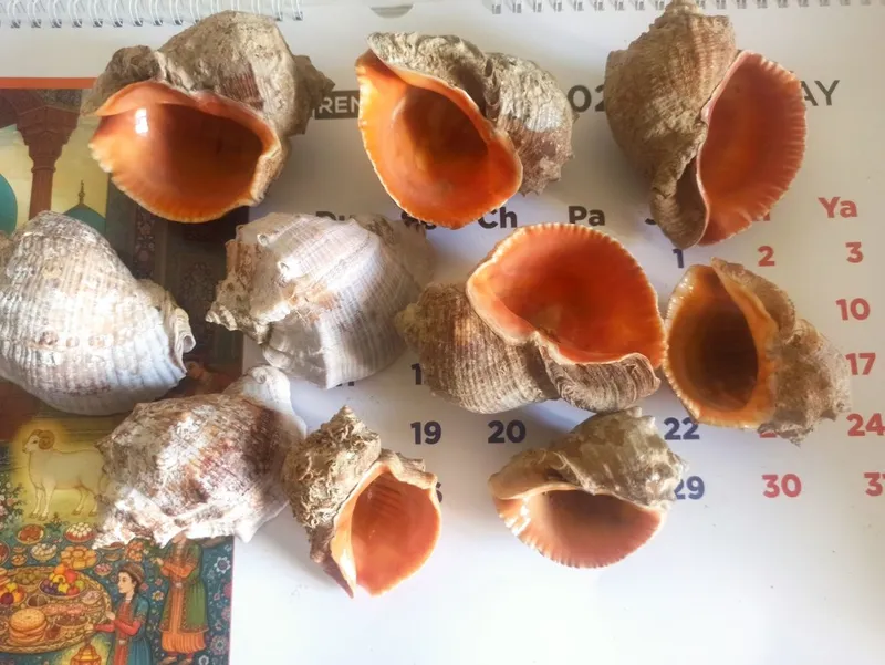 Рапаны для аквариума