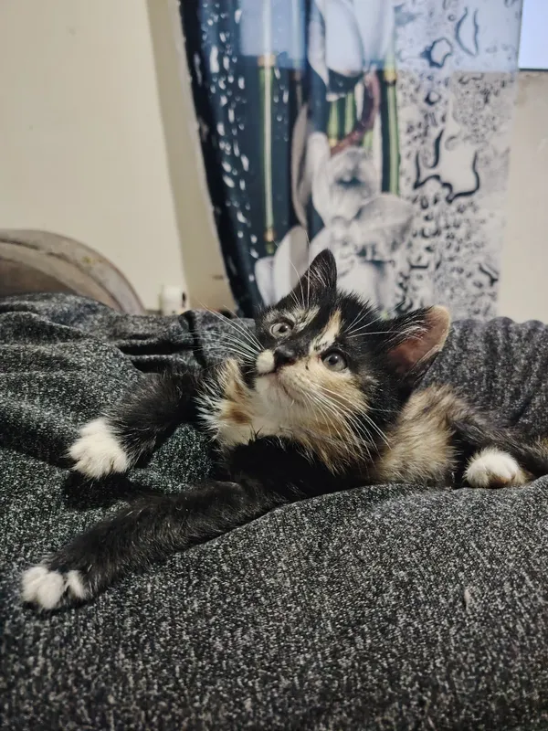 Отдам даром котенка
