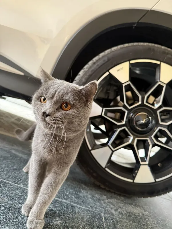 Кот скотиш страйт 2 Кот скотиш страйт 2