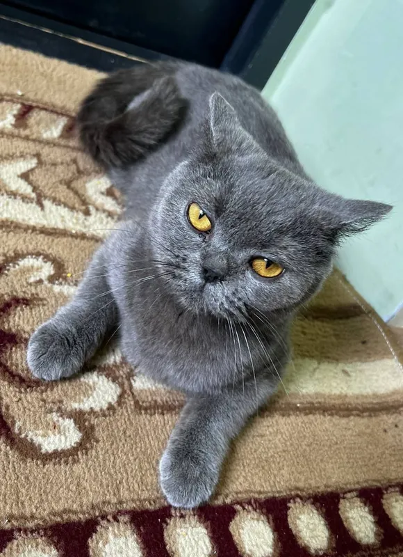 Кошка Кошка