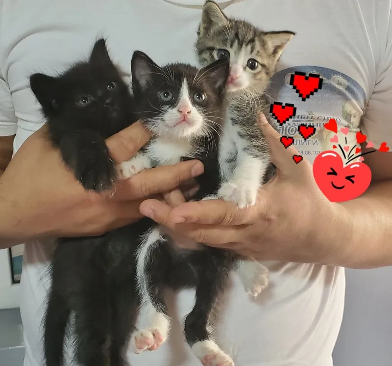 Котята в добрые руки