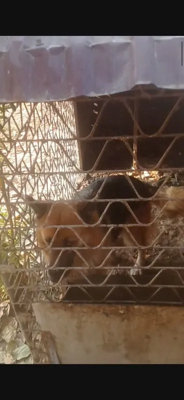 Nemis apcharkasi bosni bolasi — фото 2