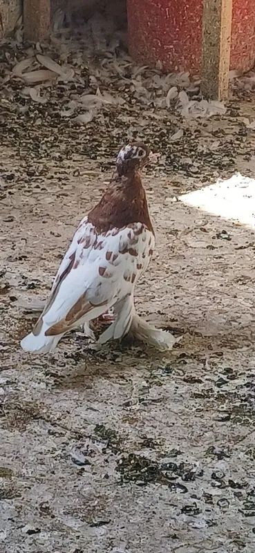 Kabtarla sotiladi soglom kasalmas 5 Kabtarla sotiladi soglom kasalmas 5