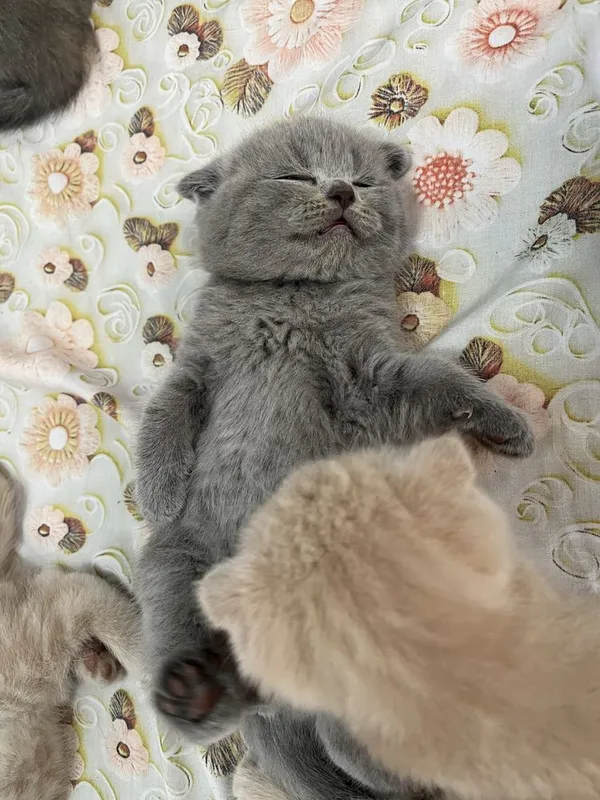 Mushukcha sotiladi srochni 7 Mushukcha sotiladi srochni 7
