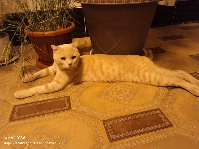 Продаётся — красивый кот Scottish Fold 2 Продаётся — красивый кот Scottish Fold 2