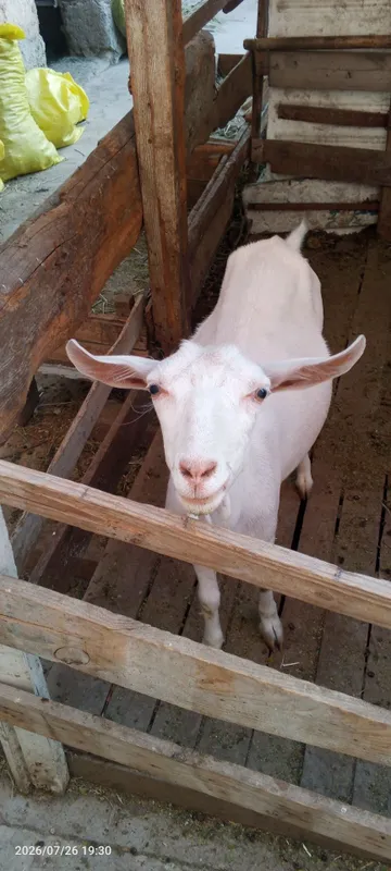 Ona echki sotiladi 3 Ona echki sotiladi 3
