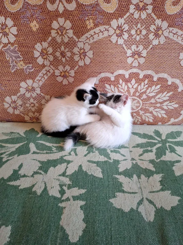 Отдам котят даром в добрые руки.Фергана. — фото 4