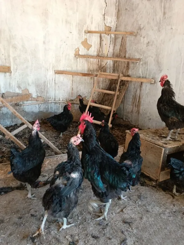 Qora Shaxzoda tovuq xorozlari sotiladi 2