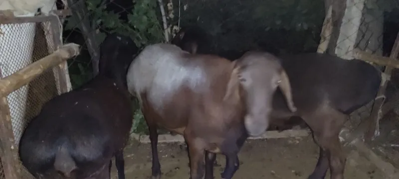 Kotta va qozi Qochqorla sotamiz — фото 1