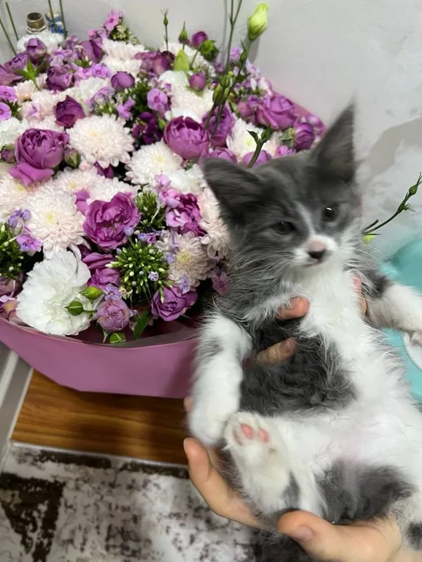 Отдается даром Котенок 2 месяца. Только в хорошую семью! 5 Отдается даром Котенок 2 месяца. Только в хорошую семью! 5