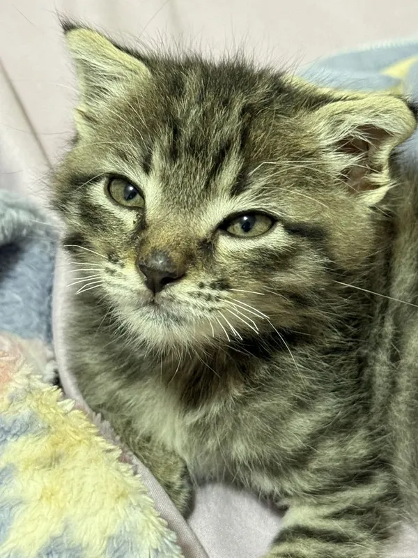 Отдадим в добрые руки котёнка вислоухий