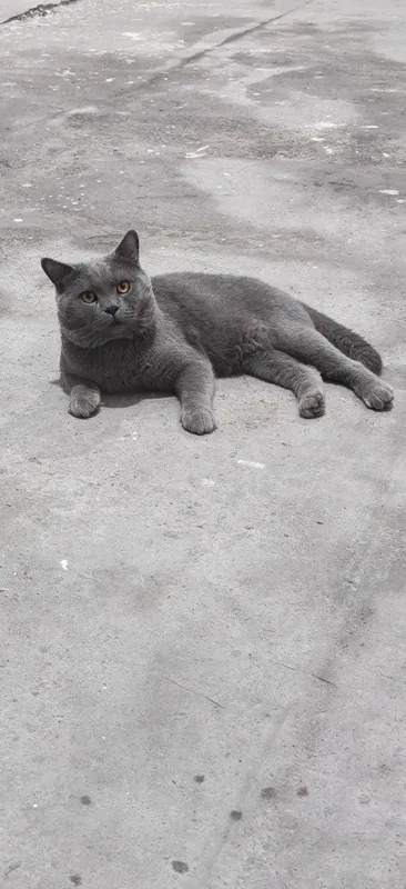 Vyazka qiz mushuklarni taklif qilamiz 1 Vyazka qiz mushuklarni taklif qilamiz 1