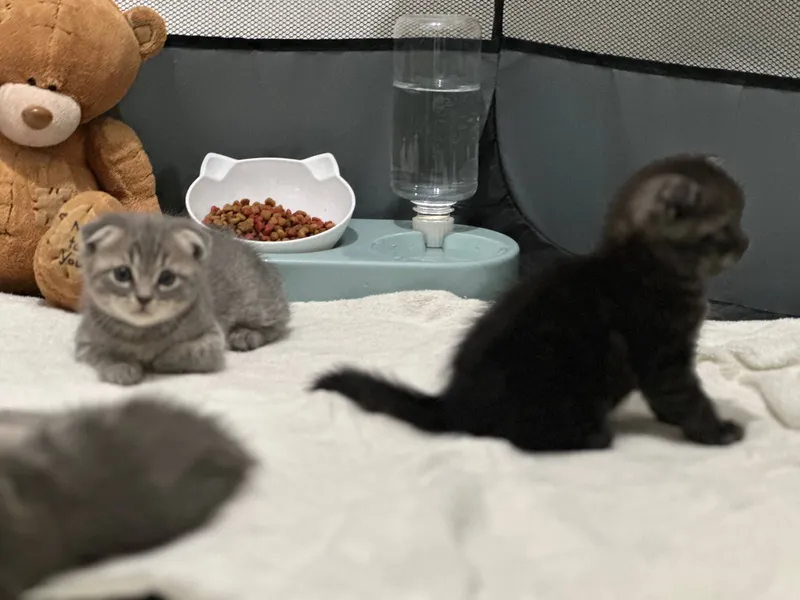 Котята мушук боласи