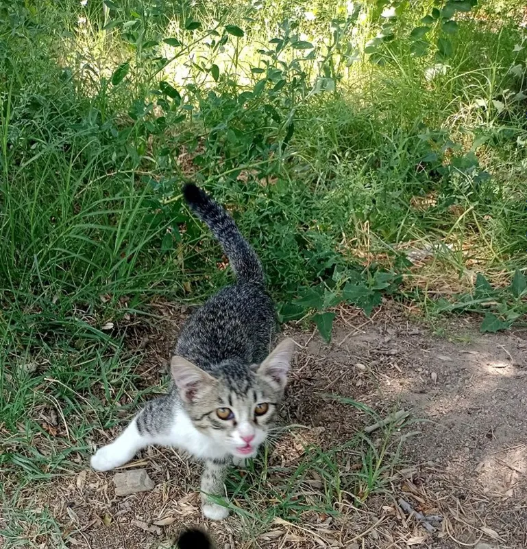 Котята,мальчики,девочки 2 Котята,мальчики,девочки 2