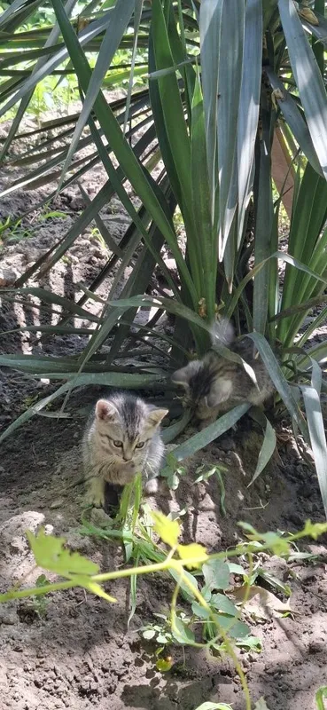 Котята в добрые руки бесплатно 3 Котята в добрые руки бесплатно 3