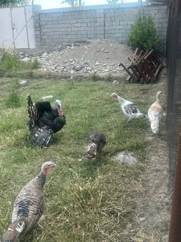 Индюк сотилади.