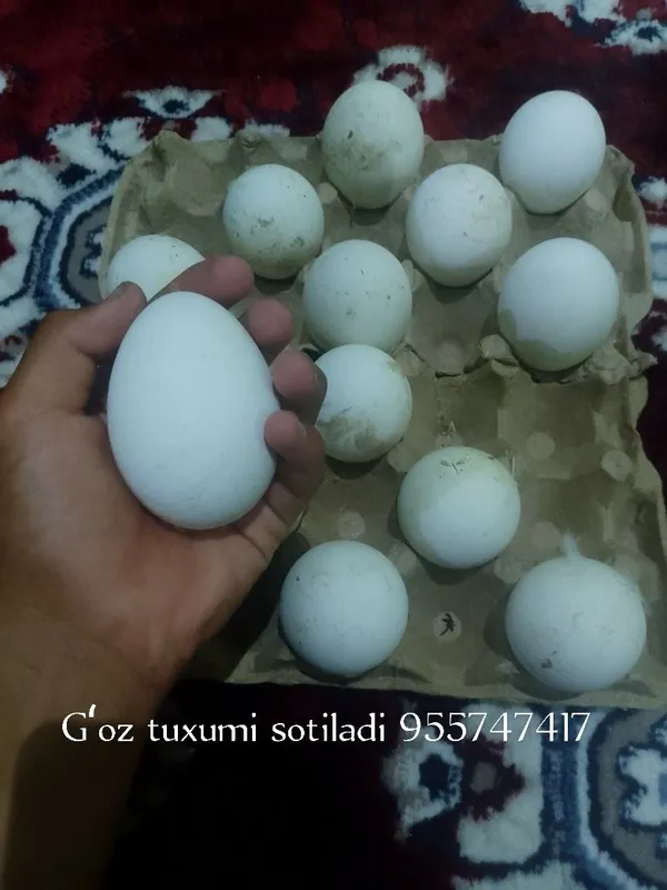 Gʻoz tuxumi sotiladi ochirsa boʻladi — фото 2