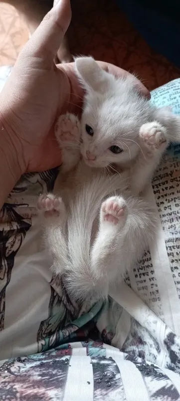 Продаются котята — фото 3