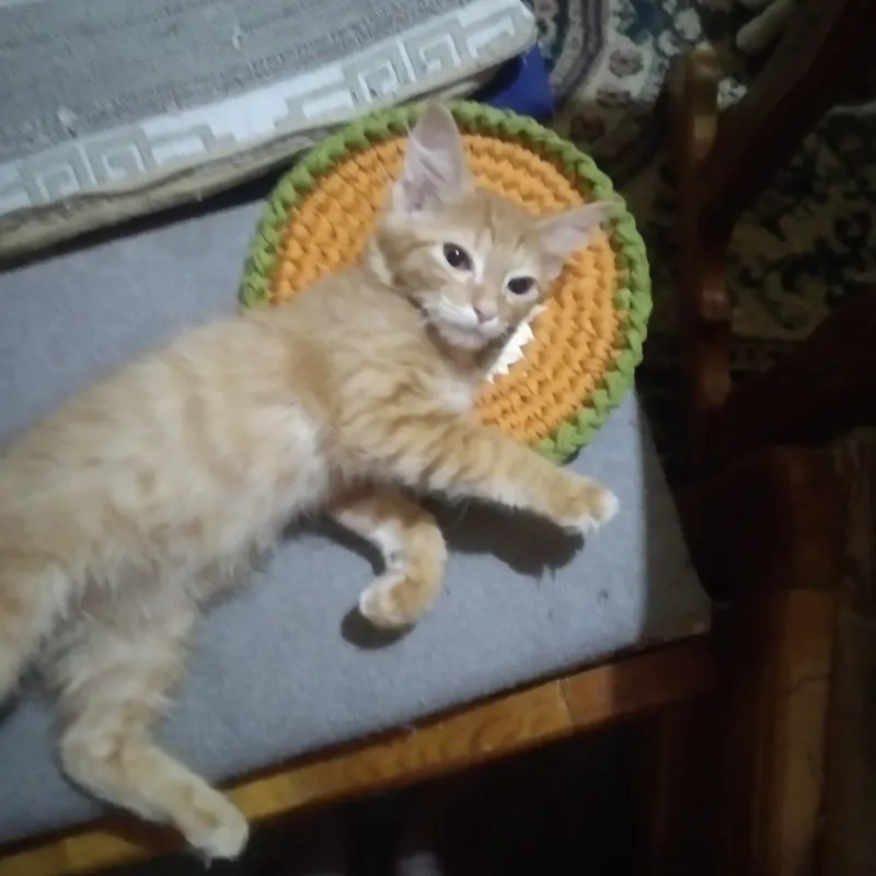 котята 9 котята 9