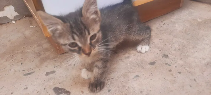 Катенки даром в хорошие руки — фото 2