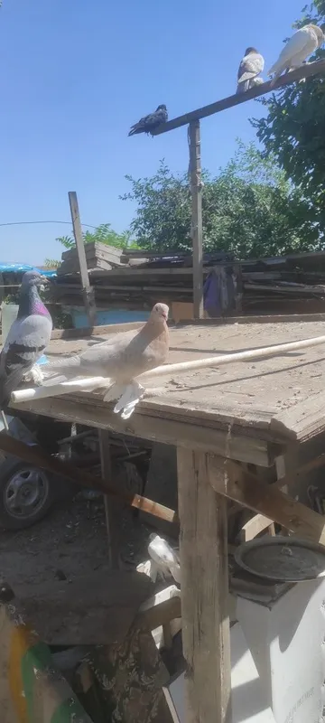 Продаются голуби 4 Продаются голуби 4