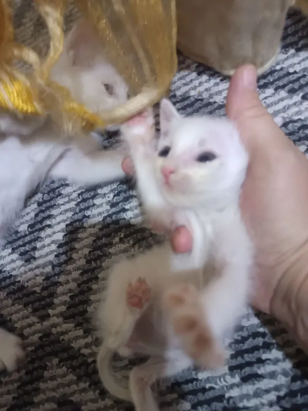 отдам котят бесплатно — фото 2