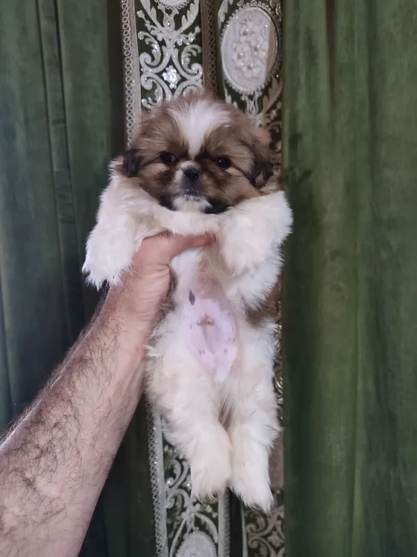 Pekines kuchukchasi sotiladi 3 Pekines kuchukchasi sotiladi 3