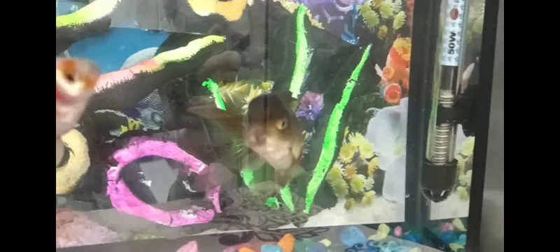 Akvarium filts svetelnik termometr suv isitgich — фото 3