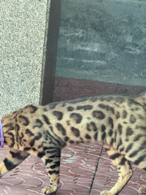 Продается кошка бенгал — фото 1