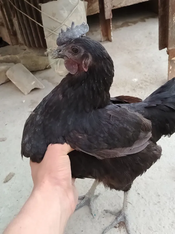 Qora shag'zoda sotiladi