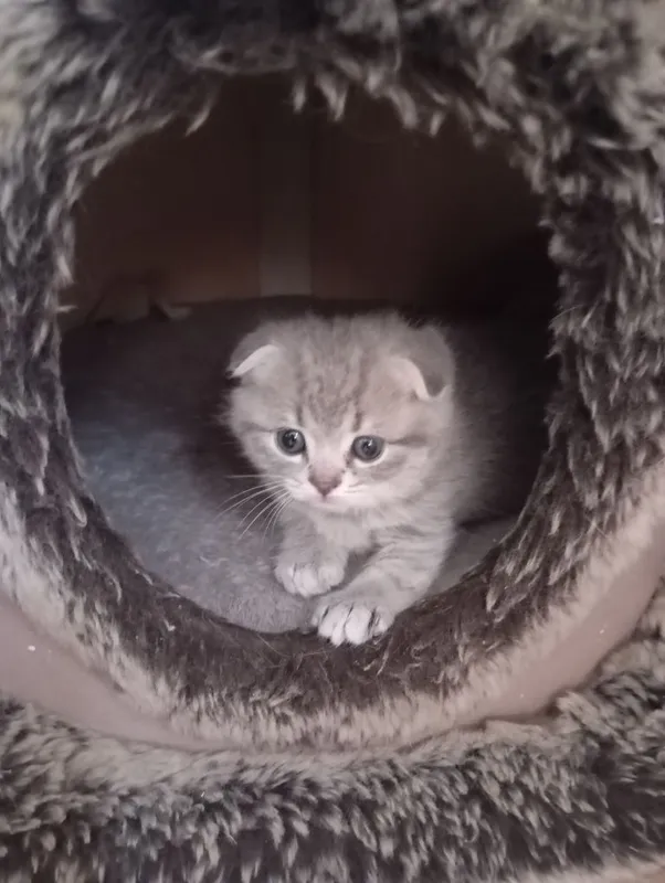 Продаются котята — фото 4