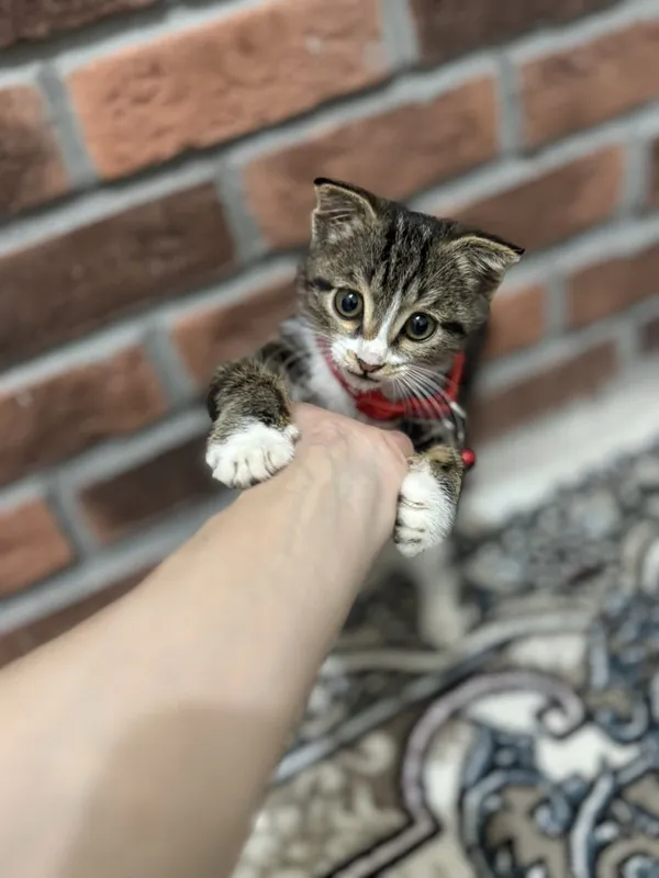 Mushu sotiladi zotli 4