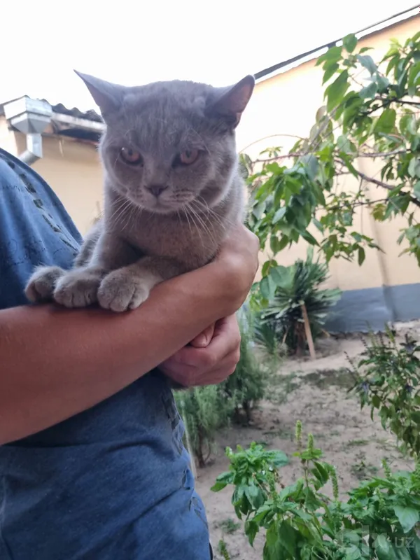 Скотиш Страйт мальчик 5 Скотиш Страйт мальчик 5