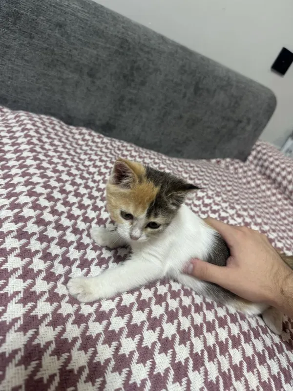 Отдам в хорошие руки 1 Отдам в хорошие руки 1