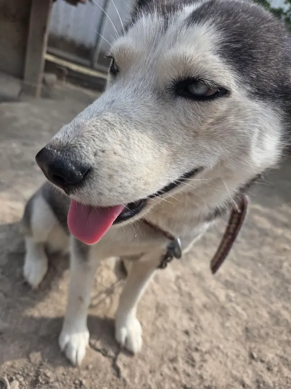 Shoshilinch Husky sotiladi! 4 Shoshilinch Husky sotiladi! 4