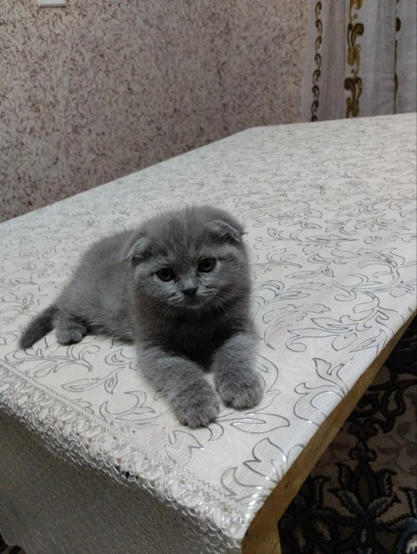 Скоттиш фолт қиз