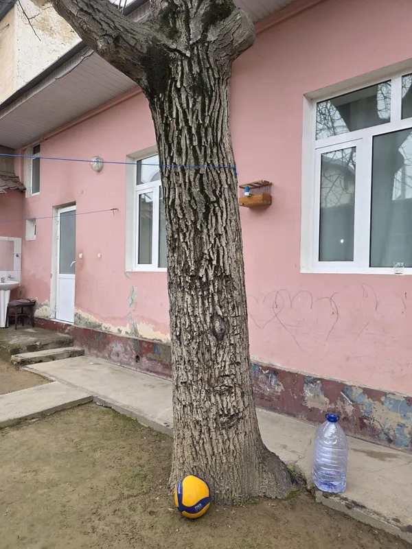 Дерево грецкий орех — фото 1