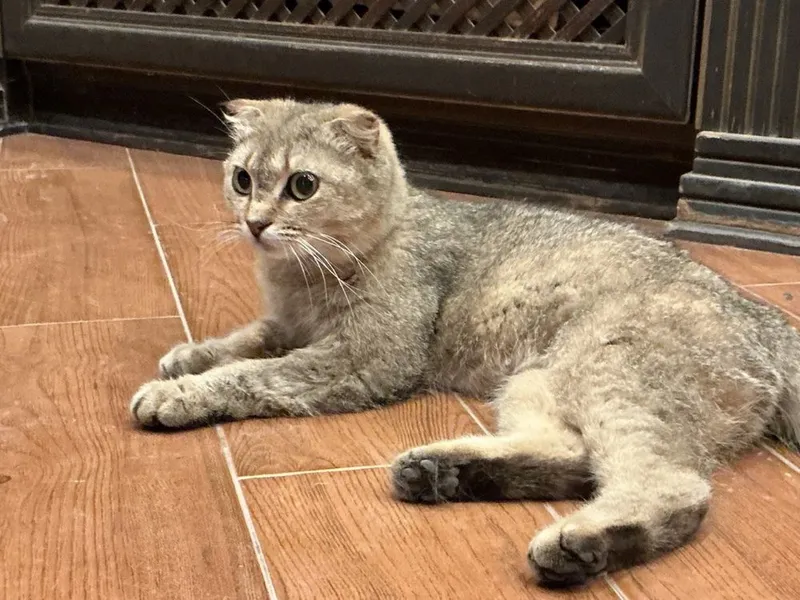 Срочно кошка золотая шиншилла