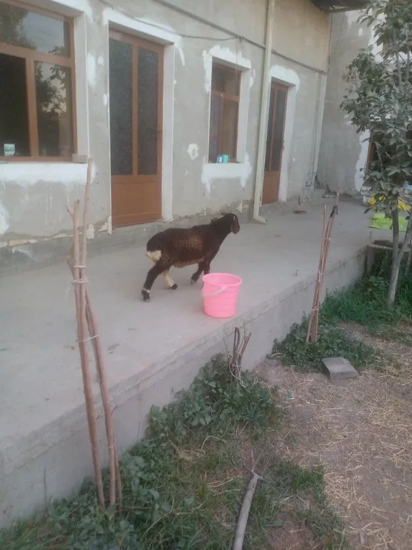 Semiz Shir boz q6chqorbarra 1