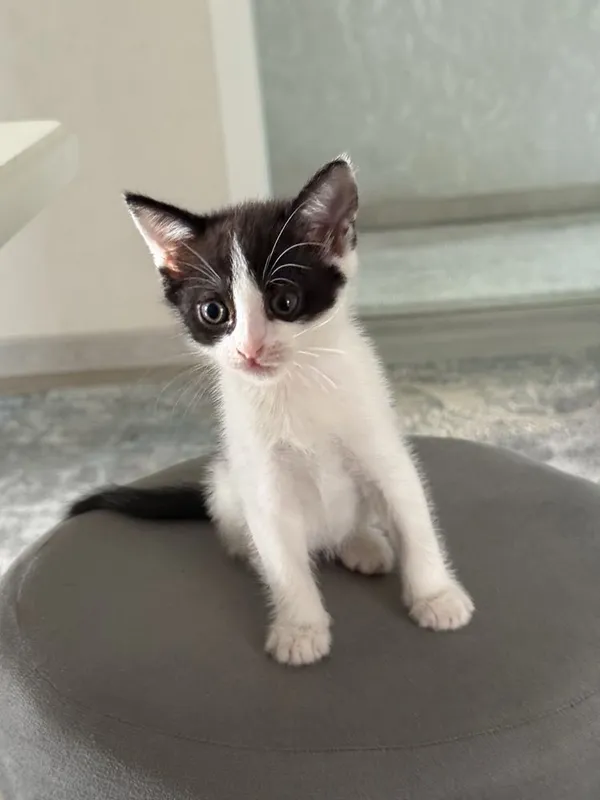 Отдаются котята в добрые руки 6